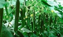 必吃大瓜今日大瓜